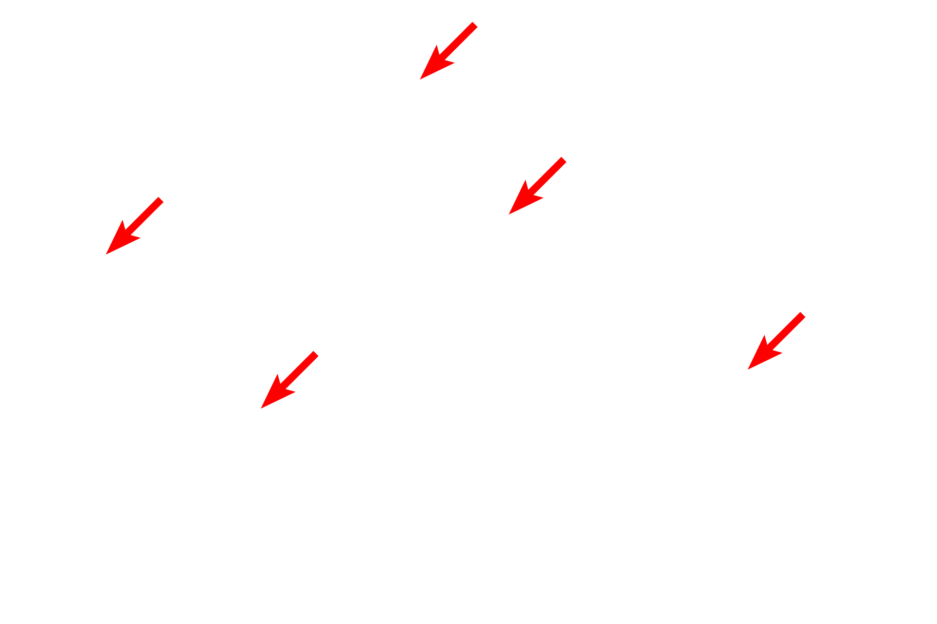 Intermediate filaments <p>Intermediate filaments are 8-10 nm in diameter and occur singly or in bundles, as shown in this micrograph. Intermediate filaments primarily provide support for the cell and are biochemically and structurally diverse among different cell types. In this image of the epidermis, filaments, called tonofilaments, are particularly abundant and composed of the protein keratin.  Skin, 15,000x</p>
