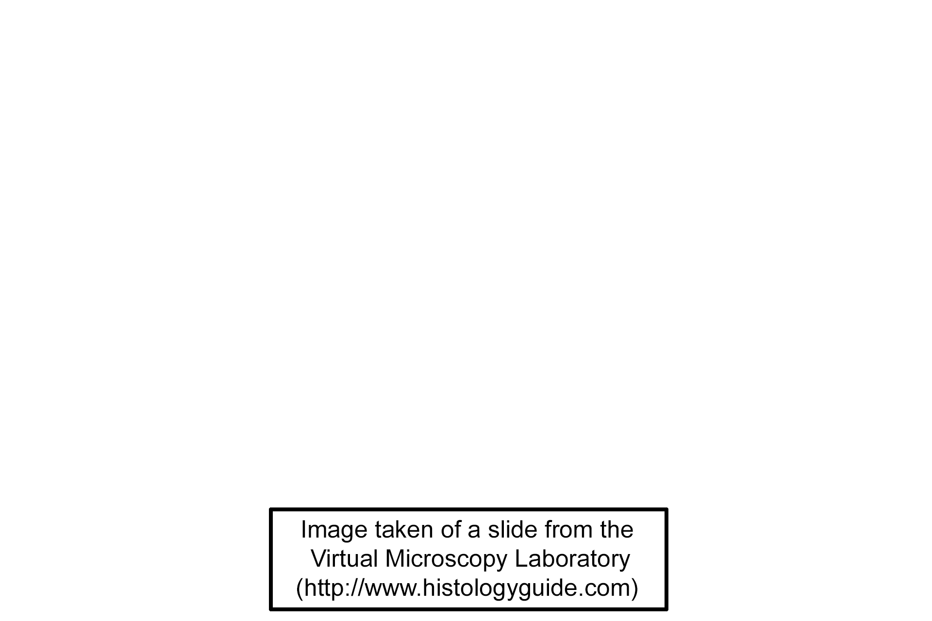 Image source >  <p>Image was taken of a slide from the Virtual Microscopy Laboratory (http://www.histologyguide.com)</p>
