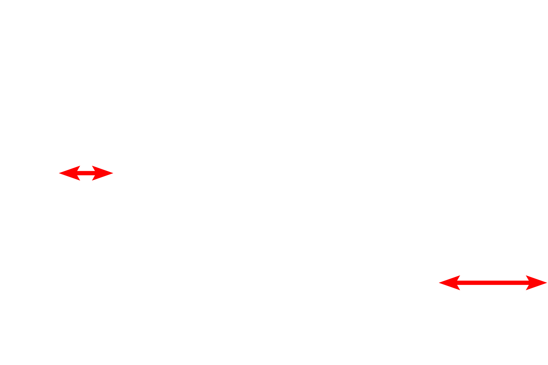 Nucleus <p>A unique distribution of RER and polysomes occurs in neurons where they collectively form Nissl bodies. By light microscopy (left), Nissl bodies are visible as highly basophilic masses in the cytoplasm. By electron microscopy (right), they can be seen to consist of parallel stacks of RER cisterns with polysomes between them. This type of association is found only in neurons.  1000x (l), 5000x</p>
