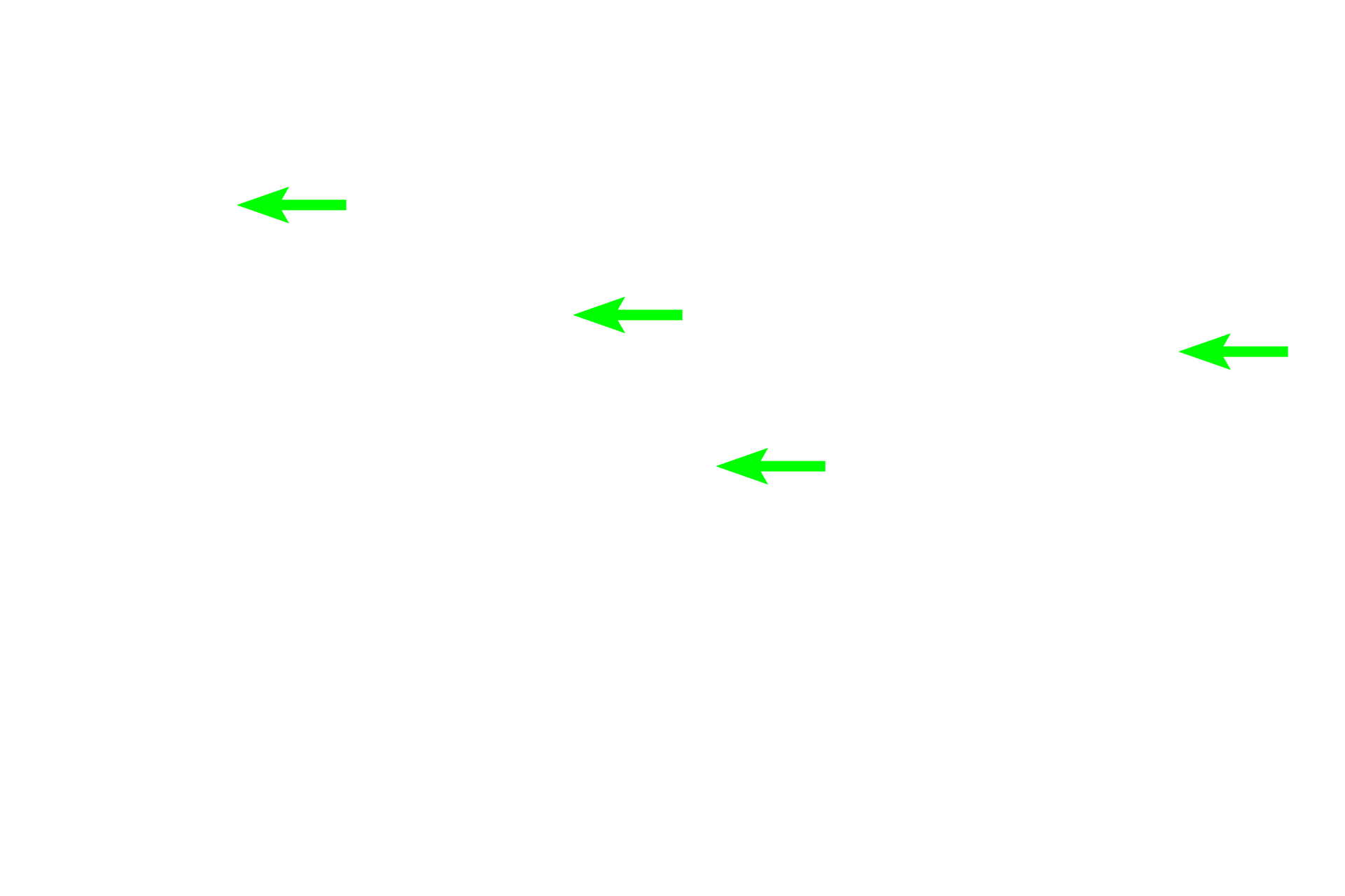 Secretory granules <p>The location of the Golgi is clearly evident in this H&E stained section of the pituitary gland. The location of the Golgi apparatus appears as a pale-staining region of the cytoplasm adjacent to the nucleus, surrounded by the secretory granules it produces. The large Golgi displaces the granules thus resulting is a lightly stained region, referred to as “negative Golgi” image. The structure of the Golgi apparatus cannot be seen with H&E staining.  1000x</p>
