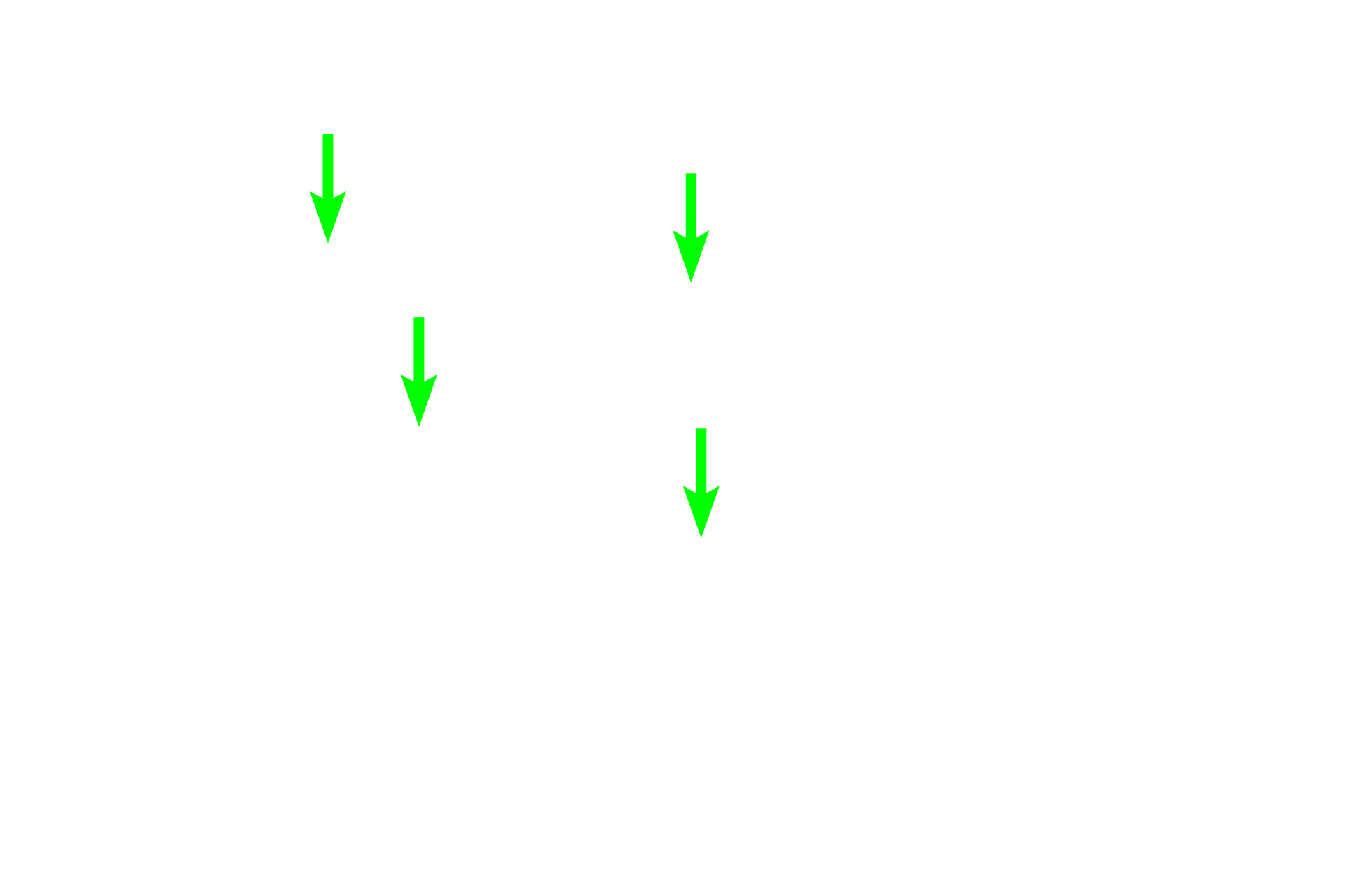 Nuclei <p>The location of the Golgi is clearly evident in this H&E stained section of the pituitary gland. The location of the Golgi apparatus appears as a pale-staining region of the cytoplasm adjacent to the nucleus, surrounded by the secretory granules it produces. The large Golgi displaces the granules thus resulting is a lightly stained region, referred to as “negative Golgi” image.  The structure of the Golgi apparatus cannot be seen with H&E staining.  1000x</p>
