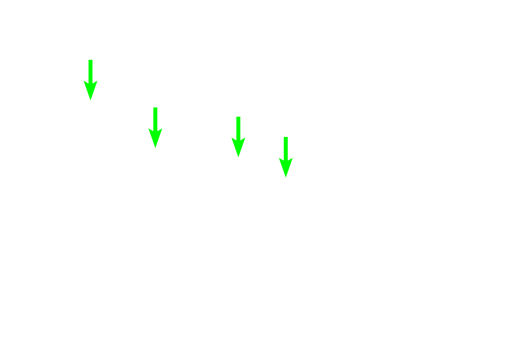 Plasma cells <p>The plasma cells in this image display a prominent pale staining area next to their nuclei. This region, referred to as a “negative Golgi”, results from the displacement of the abundant, basophilically-stained rough endoplasmic reticulum around it. Plasma cells secrete antibodies.  1000x</p>
