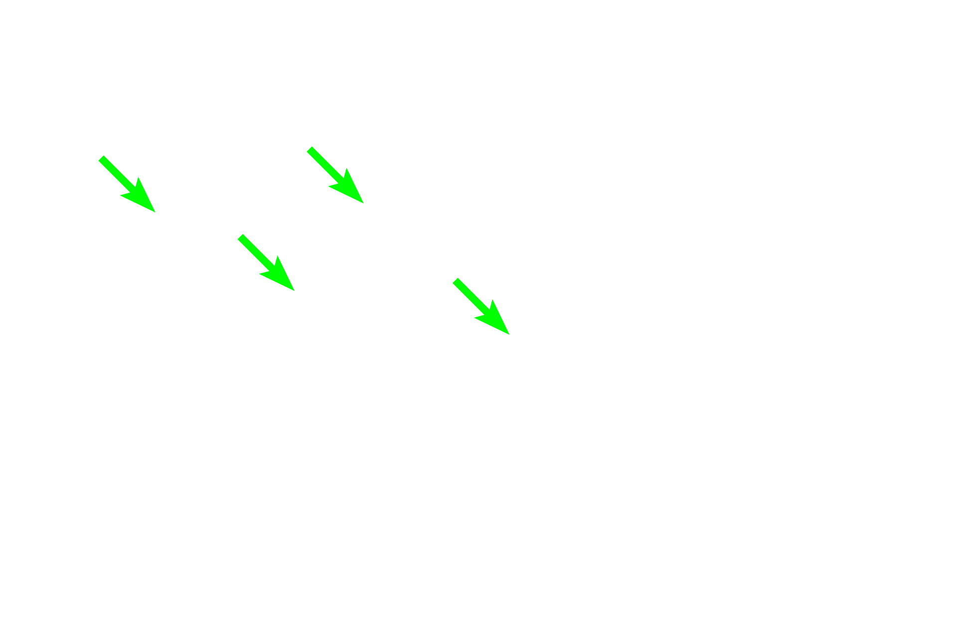 RER <p>The plasma cells in this image display a prominent pale staining area next to their nuclei. This region, referred to as a “negative Golgi”, results from the displacement of the abundant, basophilically-stained rough endoplasmic reticulum around it. Plasma cells secrete antibodies.  1000x</p>
