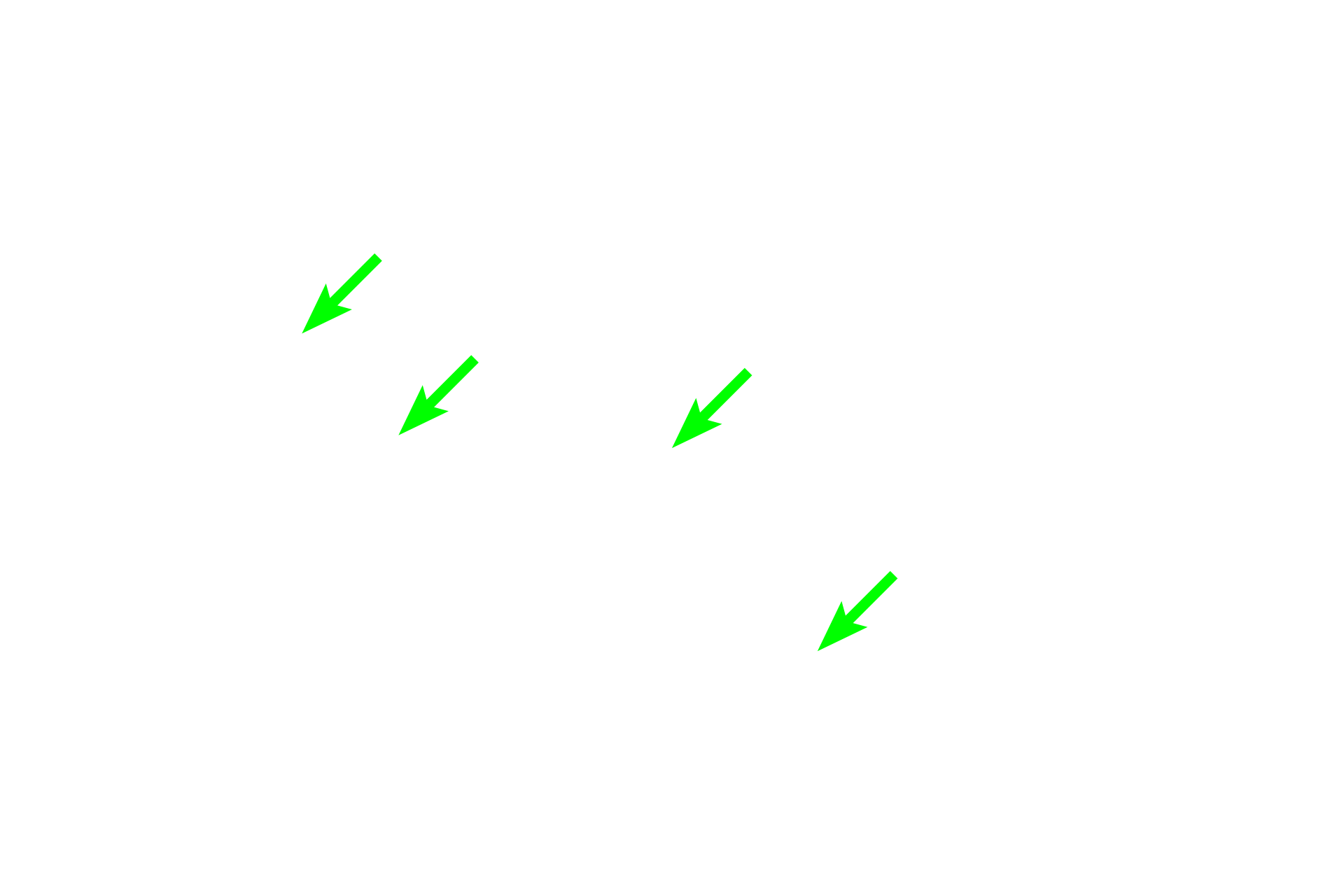 Nuclei <p>The plasma cells in this image display a prominent pale staining area next to their nuclei. This region, referred to as a “negative Golgi”, results from the displacement of the abundant, basophilically-stained rough endoplasmic reticulum around it. Plasma cells secrete antibodies.  1000x</p>
