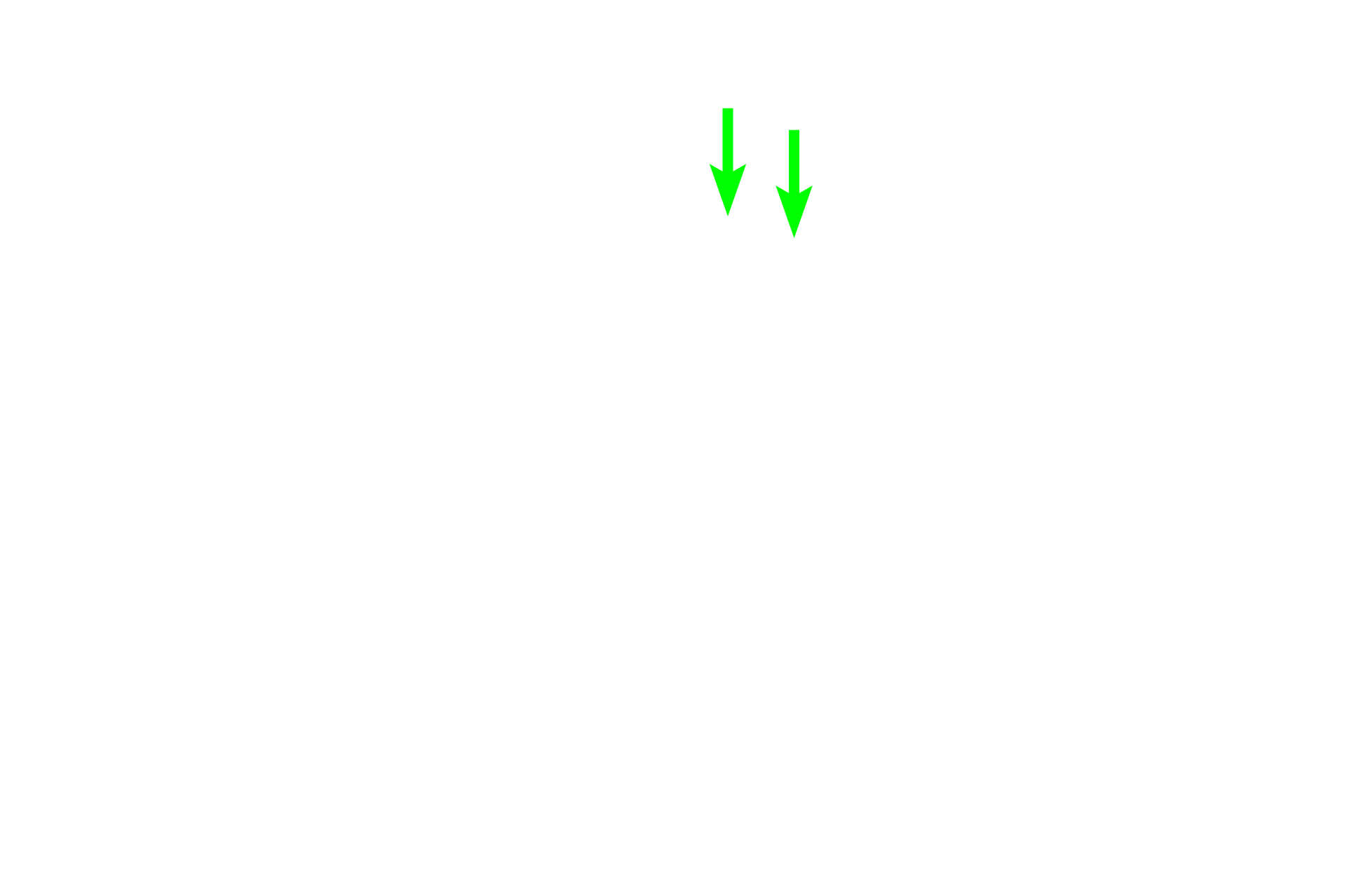 Eosinophil <p>The plasma cells in this image display a prominent pale staining area next to their nuclei. This region, referred to as a “negative Golgi”, results from the displacement of the abundant, basophilically-stained rough endoplasmic reticulum around it. Plasma cells secrete antibodies.  1000x</p>
