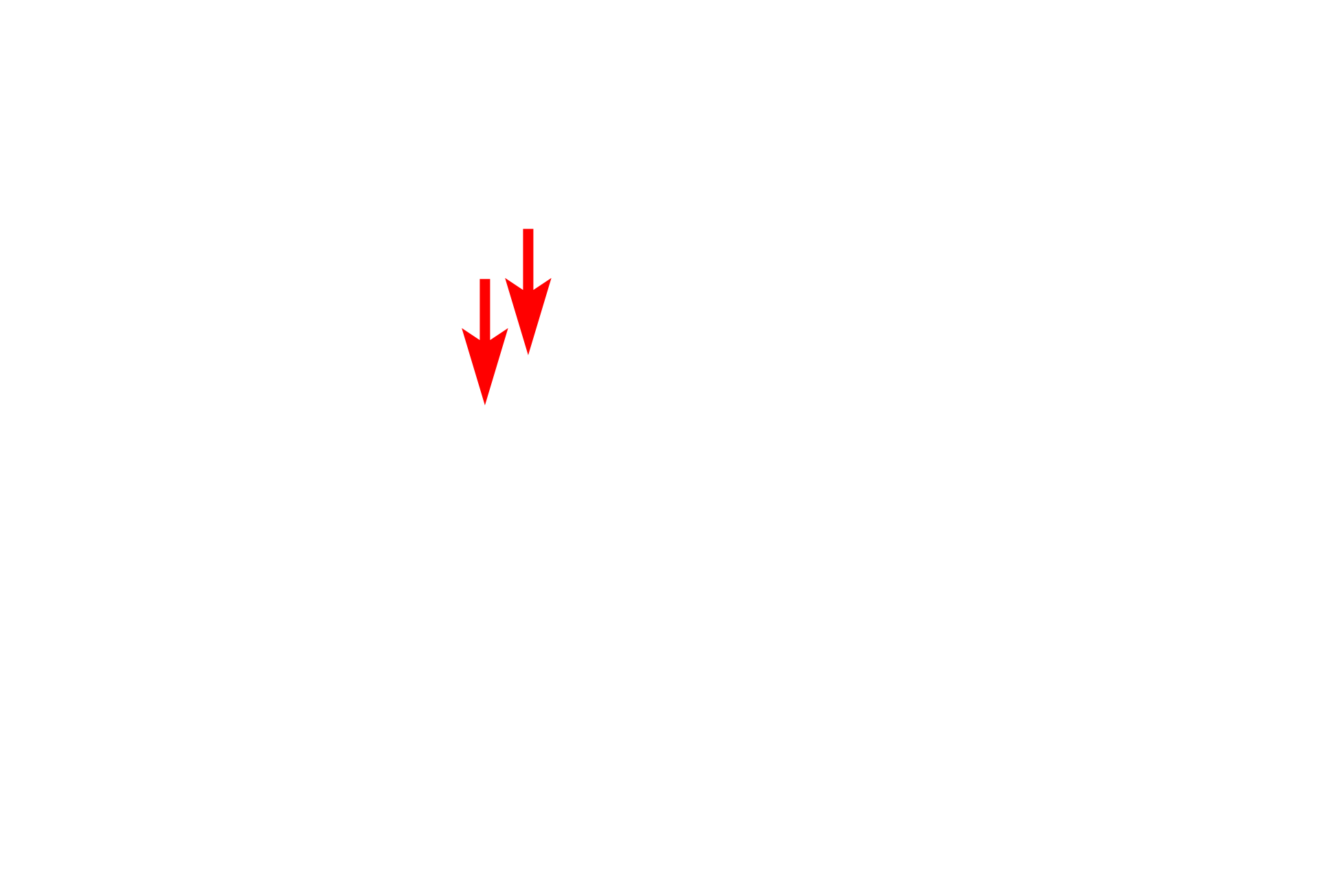SER > <p>Smooth endoplasmic reticulum (SER) is composed of membranes that form sacs or tubules continuous with the membranes of the RER. SER lacks ribosomes.</p>
