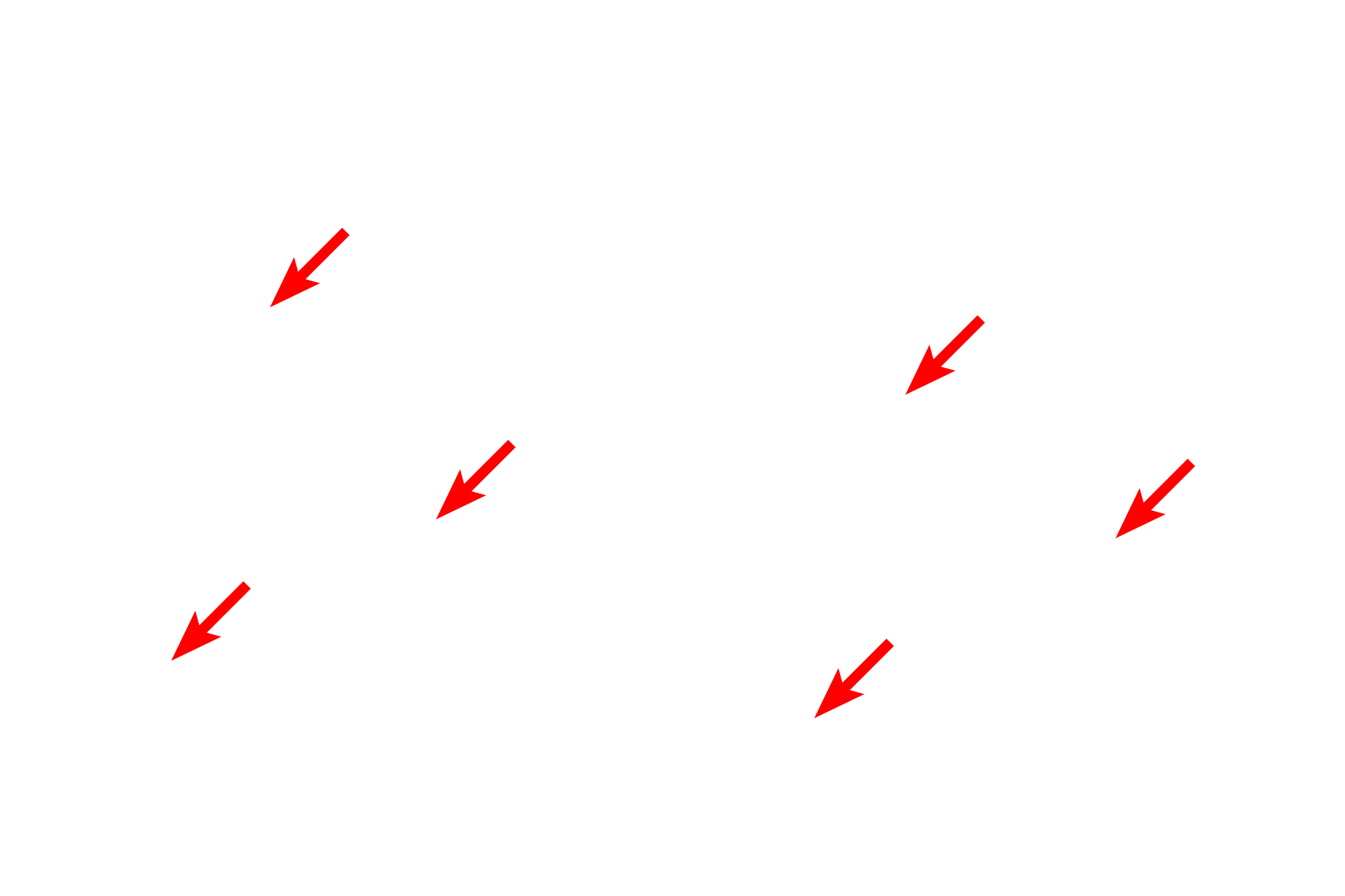  - Nuclei <p>The intestinal epithelium consists of a single row of tall (columnar) cells with oval nuclei. Mitochondria are highly clustered in the apical regions for localized energy demands. Also present in the epithelium are mucus-secreting goblet cells.</p>
