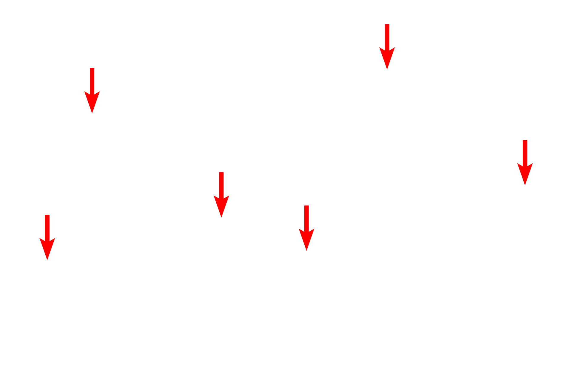  - Mitochondria <p>The intestinal epithelium consists of a single row of tall (columnar) cells with oval nuclei. Mitochondria are highly clustered in the apical regions for localized energy demands. Also present in the epithelium are mucus-secreting goblet cells.</p>
