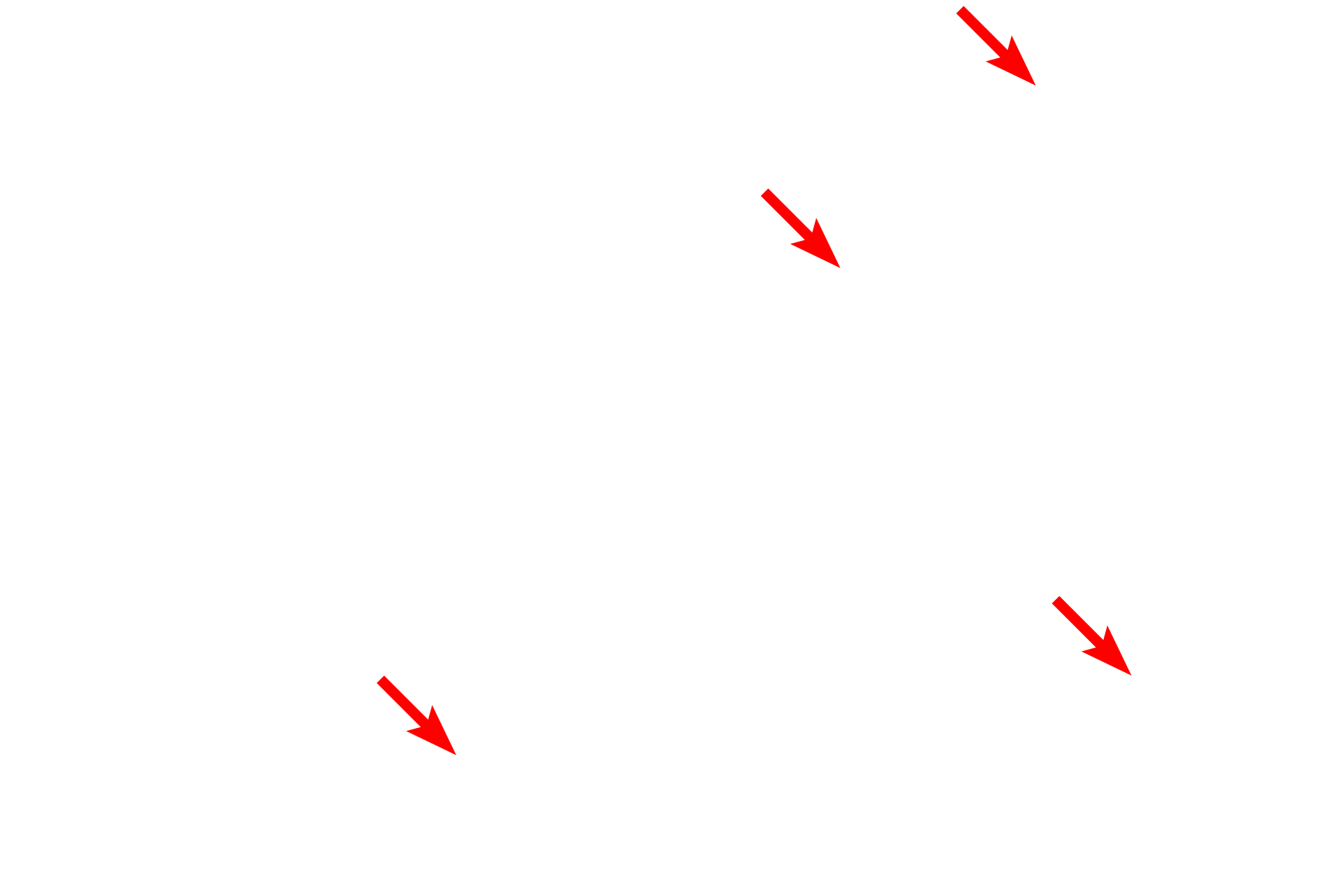  - Goblet cells <p>The intestinal epithelium consists of a single row of tall (columnar) cells with oval nuclei. Mitochondria are highly clustered in the apical regions for localized energy demands. Also present in the epithelium are mucus-secreting goblet cells.</p>
