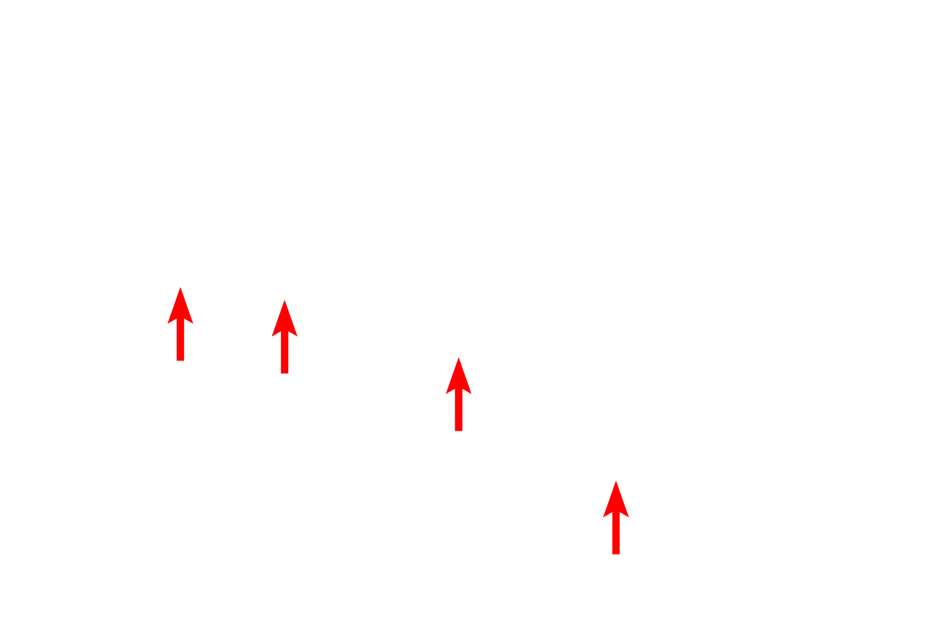 Perinuclear chromatin <p>The nuclear envelope contains openings called nuclear pores, which consist of a complex of proteins encircling an opening.  Nuclear pores regulate the bi-directional transit of materials between the cytoplasm and nucleus.  In this image, six pores are visible and are marked by sites where the perinuclear space is obscured and the heterochromatin is interrupted.  38,000x</p>
