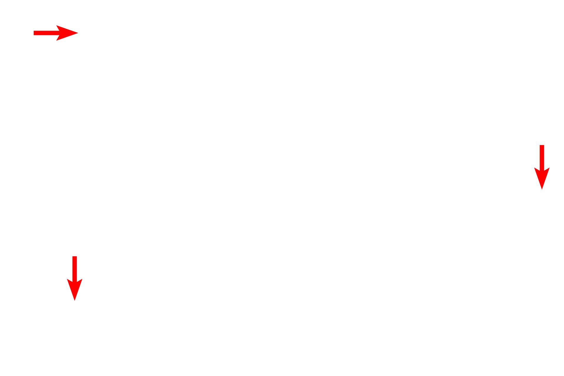 Mitochondria <p>This nucleus is mostly euchromatic with a prominent nucleolus. The paler staining areas contain euchromatin. Heterochromatin is located in three regions of the nucleus: (1) immediately beneath the nuclear envelope (marginal or perinuclear chromatin); (2) surrounding the nucleolus (perinucleolar chromatin); and dispersed in clumps throughout the nucleus (karyosomes). All three types are visible in this nucleus. 17,000x</p>
