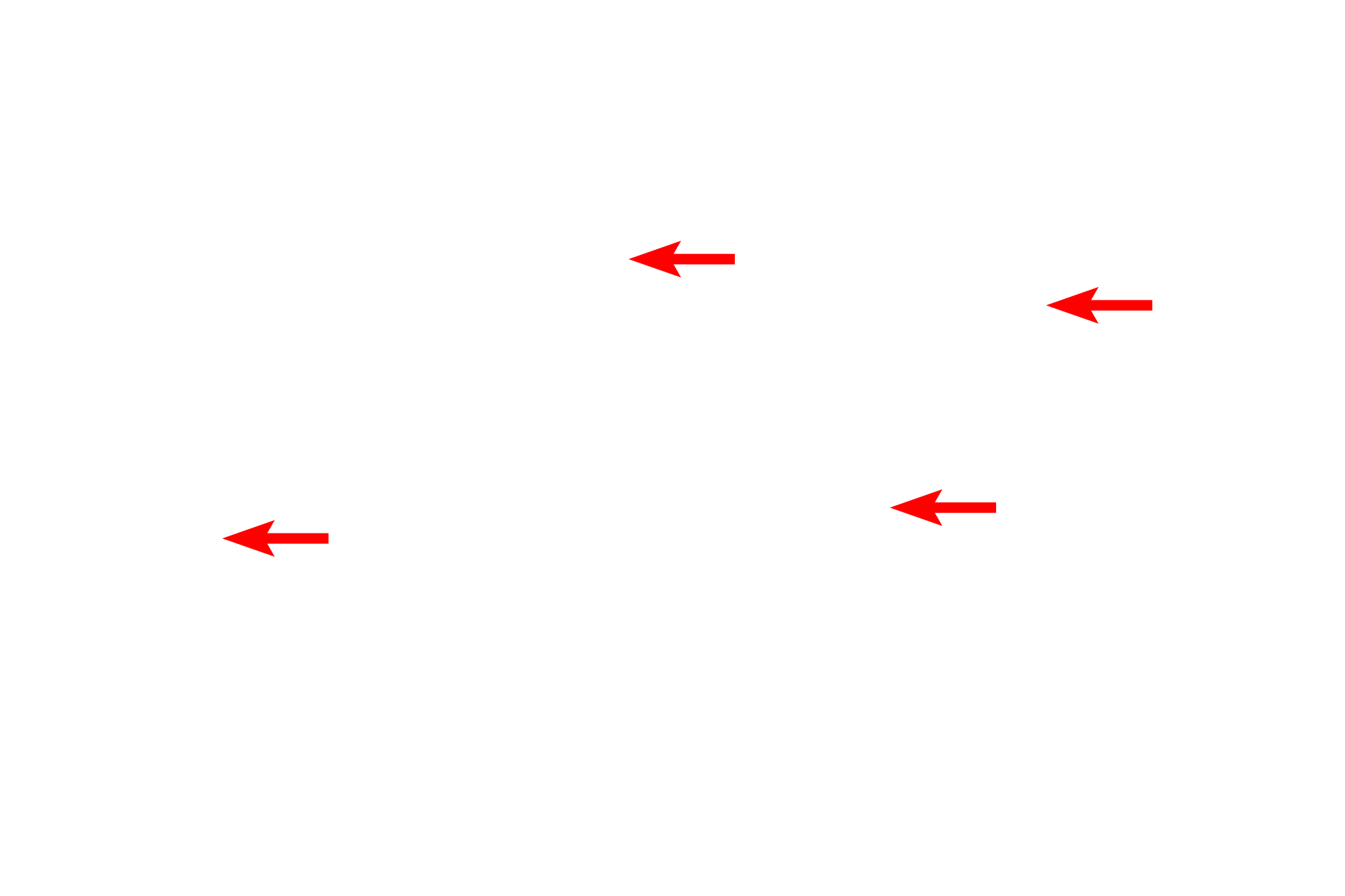 Nissl substance > <p>Nissl substance is a unique aggregation of rough endoplasmic reticulum and polysomes in neurons.</p>

