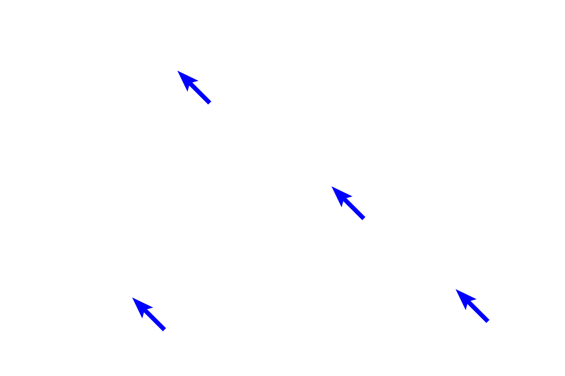  - Connective tissue <p>A feature of large veins, like the vena cava shown here, is a significant amount of longitudinally-oriented smooth muscle in the tunica adventitia. In this H and E stained transverse section, the fibers are seen in cross section. The tunica media consists of circularly-arranged smooth muscle and variable amounts of smooth muscle may also be present in the tunica intima.  H and E stain, 100x</p>
