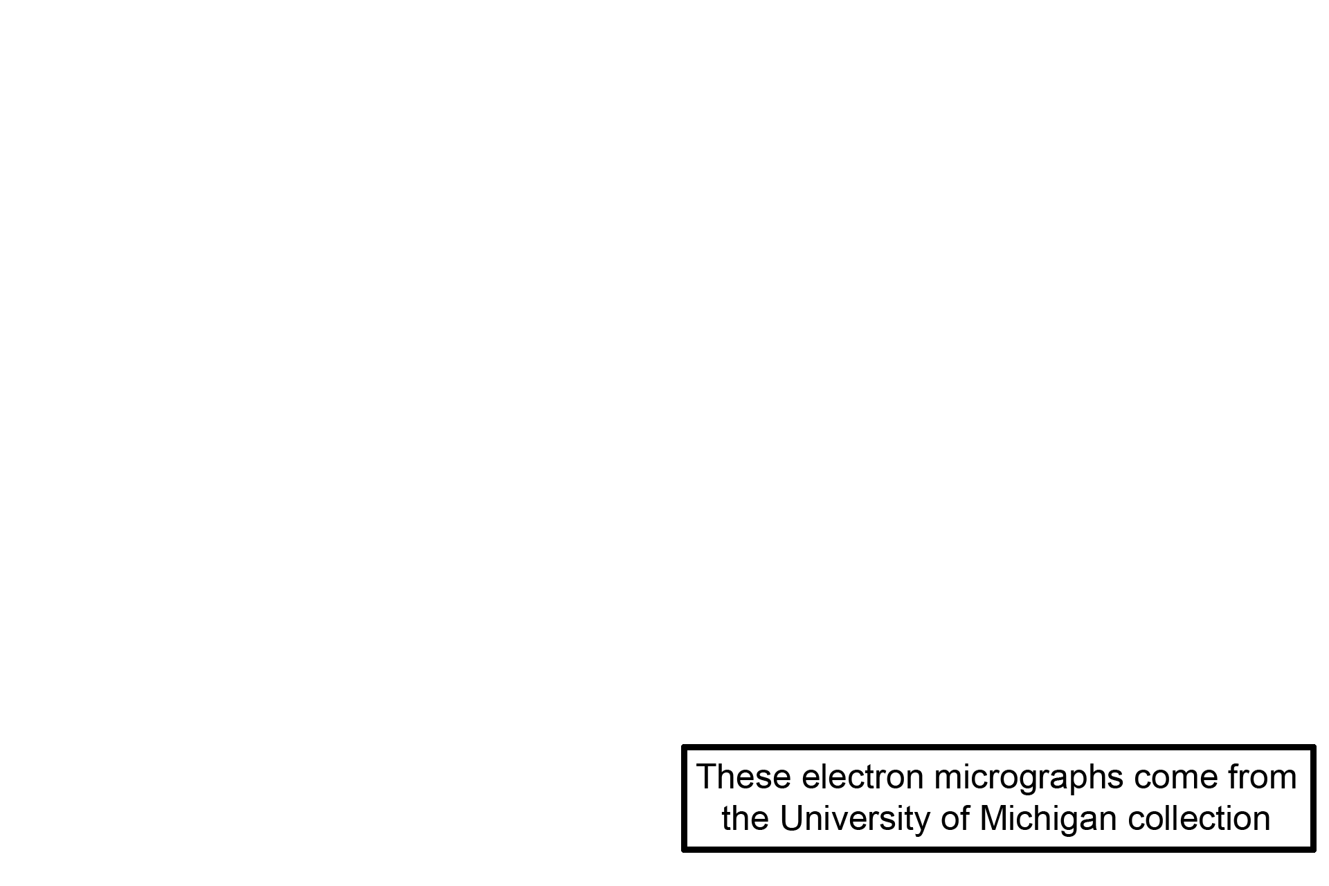 Image source > <p>The images in the right panels were generated by Dr. Johannes A. G. Rhodin, “An Atlas of Histology” (Oxford Press, 1974) and maintained in the University of Michigan collection. </p>
