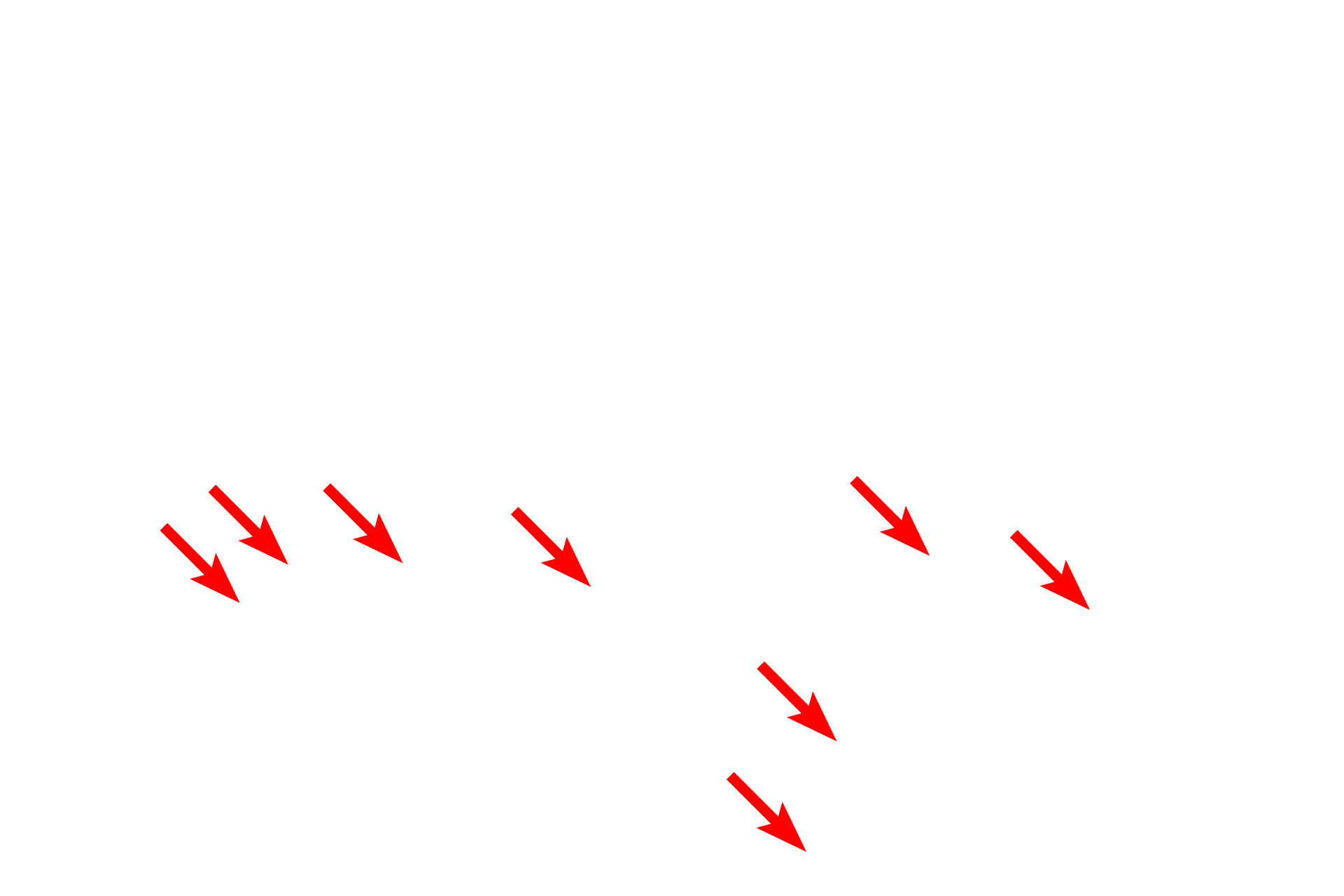  - Triplets <p>Basal bodies are short barrel-shaped structures located at the base of each cilium. They are composed of 9 sets of microtubule triplets arranged in a hollow cylinder with no central microtubules (9 + 0) arrangement. The microtubule doublets of the cilium arise from the basal body. Basal bodies are structurally identical to centrioles. </p>
