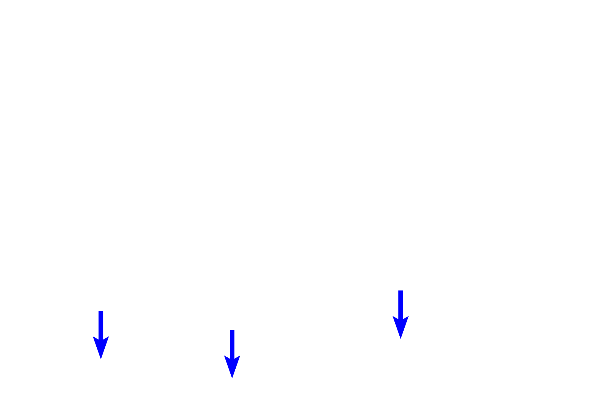 Basement membrane <p>This image demonstrates the transition of epithelial cells from proliferating, cuboidal cells at the basement membrane to squamous cells at the surface. The multiple cell layers of this stratified moist epithelium provide protection for underlying tissues from surface friction and trauma.  Esophagus, 400x</p>
